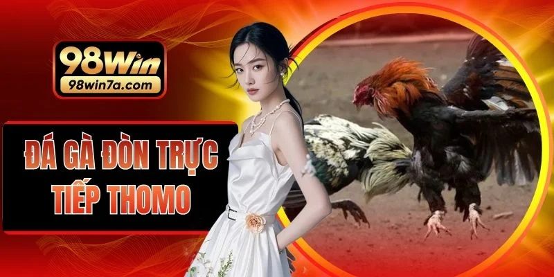 Đá Gà Đòn Trực Tiếp Thomo