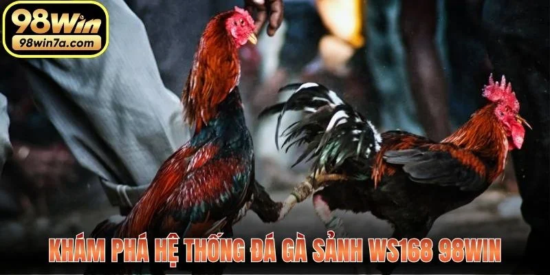 Khám phá hệ thống đá gà sảnh WS168 98WIN