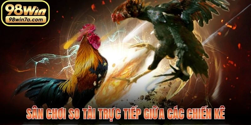 Sân chơi so tài trực tiếp giữa các chiến kê