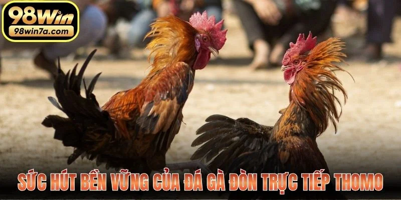 Sức hút bền vững của đá gà đòn trực tiếp Thomo